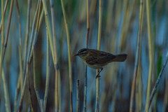 Acrocephalus schoenobaenus