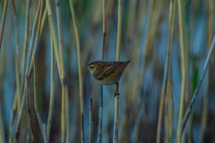 Acrocephalus schoenobaenus