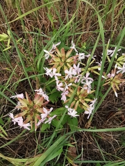 Saponaria officinalis