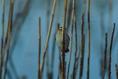 Acrocephalus schoenobaenus