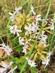 Saponaria officinalis