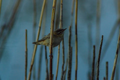 Acrocephalus schoenobaenus