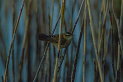 Acrocephalus schoenobaenus