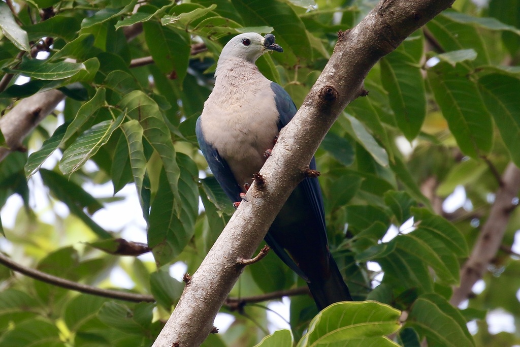 Pacific Imperial Pigeon (Ducula pacifica)