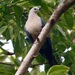 Pacific Imperial-Pigeon - Photo (c) Bird Explorers, some rights reserved (CC BY-NC), uploaded by Bird Explorers