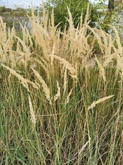 Calamagrostis epigejos