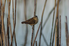 Acrocephalus schoenobaenus