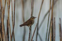 Acrocephalus schoenobaenus