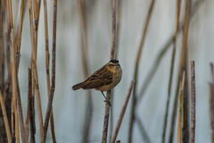 Acrocephalus schoenobaenus