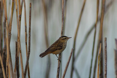 Acrocephalus schoenobaenus