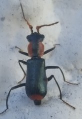 Cyrtosus cyanipennis