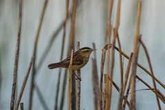 Acrocephalus schoenobaenus