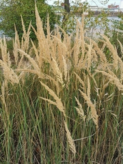 Calamagrostis epigejos
