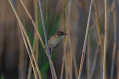 Acrocephalus agricola