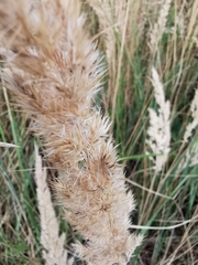 Calamagrostis epigejos