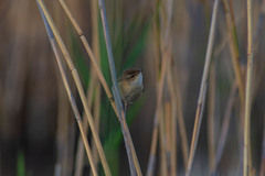 Acrocephalus agricola