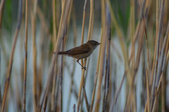 Acrocephalus agricola