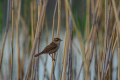 Acrocephalus agricola