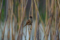 Acrocephalus agricola