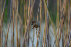 Acrocephalus agricola