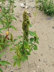 Amaranthus retroflexus