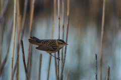 Acrocephalus schoenobaenus
