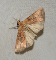 Perigea xanthioides