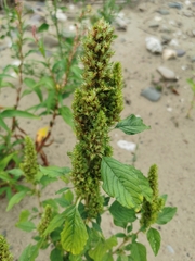Amaranthus retroflexus