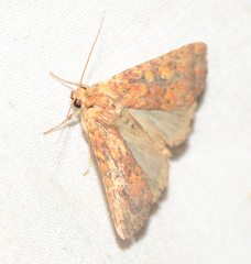 Perigea xanthioides