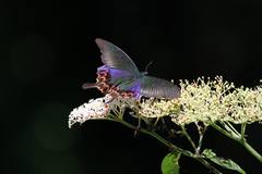 Papilio hopponis