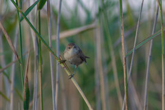 Acrocephalus scirpaceus