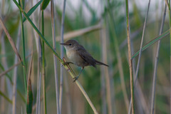 Acrocephalus scirpaceus