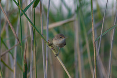 Acrocephalus scirpaceus