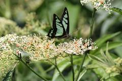 Graphium cloanthus