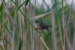 Acrocephalus scirpaceus