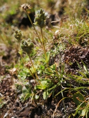 Veronica bellidioides