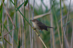 Acrocephalus scirpaceus