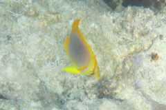 Chaetodon aureofasciatus