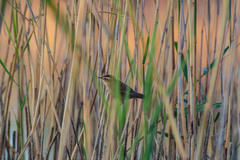Acrocephalus schoenobaenus