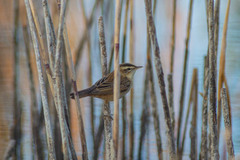 Acrocephalus schoenobaenus