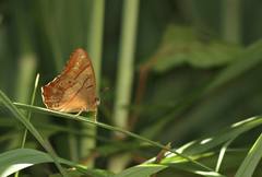 Lethe christophi
