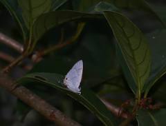 Teratozephyrus arisanus