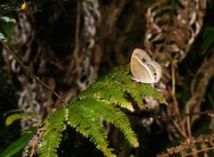 Mycalesis gotama nanda