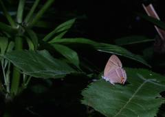 Chrysozephyrus esakii