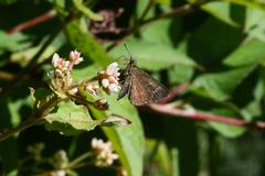 Aeromachus bandaishanus