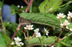 Aeromachus bandaishanus