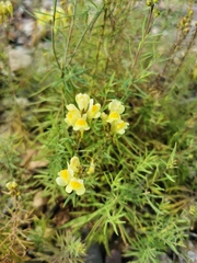 Linaria vulgaris