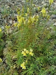 Linaria vulgaris