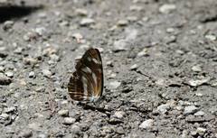 Neptis ilos