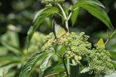 Appias lyncida eleonora